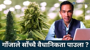 नेपालमा गाँजाले वैधानिकता पाउला  ?