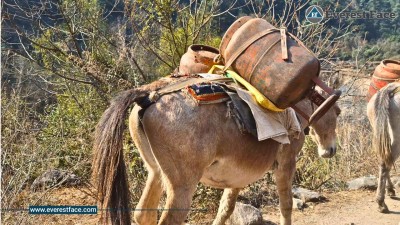 घोडा–खच्चडको गुणको पैँचो कहिले तिर्ने ? (तस्बिरहरू) 